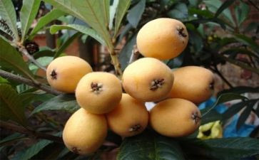 枇杷作文最新6篇