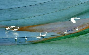 《白鹭》优秀教案6篇