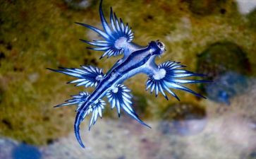 生物八上教案优秀6篇