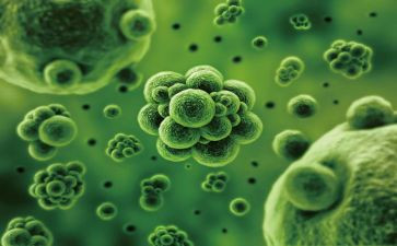琼头生物调查报告6篇