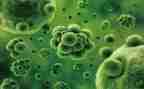 琼头生物调查报告6篇