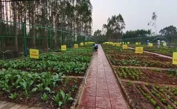 《蔬菜》教案精选7篇