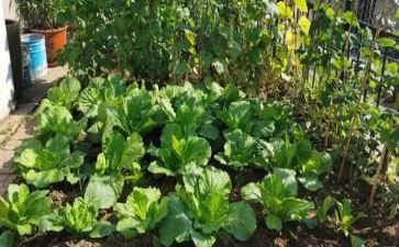 买菜心得体会800模板6篇