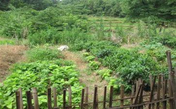 卖蔬菜教案精选7篇