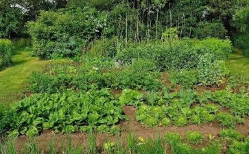 菜园里的歌大班教案6篇