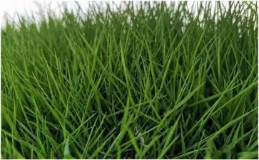 小草的死因调查报告5篇