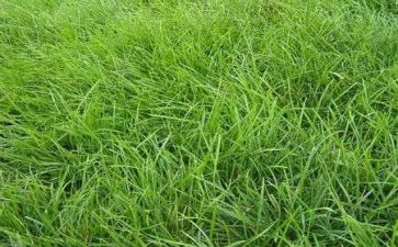 我是小草作文500字作文8篇