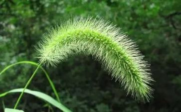 《草房子》优秀读后感6篇