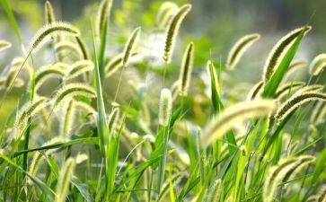 野草的心得体会8篇