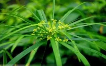 青草地作文5篇
