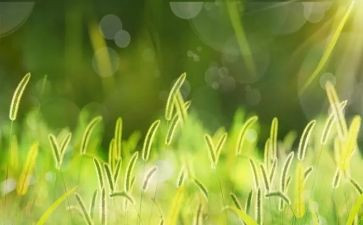 小草优秀作文5篇