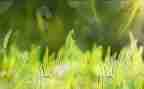 草房子的读后感500字作文6篇