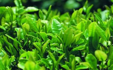 茶培训的心得体会5篇