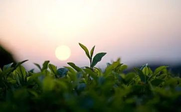 茶销售员的工作总结5篇