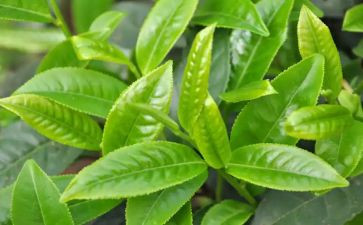 有关茶的调查报告最新7篇