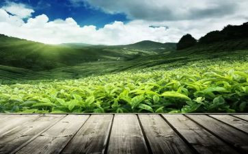 茶专业自我鉴定通用6篇