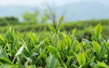 茶培训的心得体会通用7篇