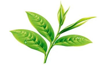 茶培训心得体会最新6篇