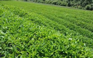 茶培训心得体会参考5篇