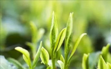 茶销售员的工作总结精选8篇