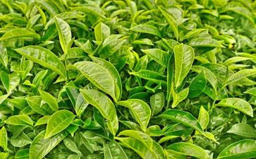 茶培训的心得体会模板8篇