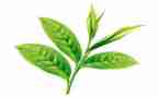茶的故事作文最新7篇