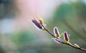 小学春节活动总结8篇