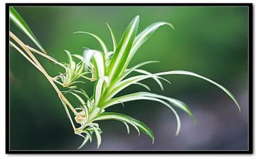 吊兰的花作文模板8篇