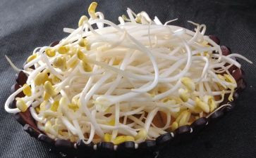 豆芽作文模板7篇