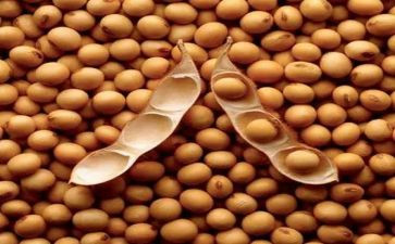科学种豆子教案5篇