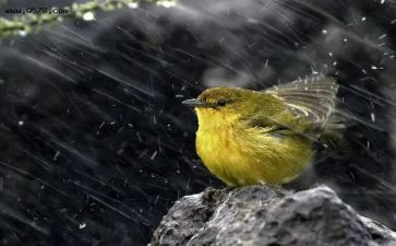 风雨中教案8篇