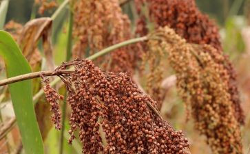 高粱情读后感8篇