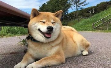 狗子的年度总结报告7篇