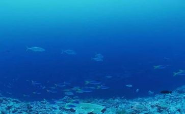 海底小动物作文7篇