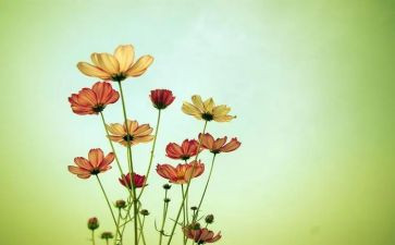 朝花夕拾读书心得最新8篇