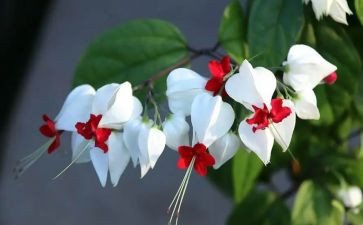 米兰的花园读后感8篇