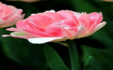 知子花教育心得体会6篇