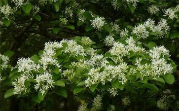 关于桃花坞的作文5篇