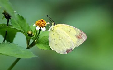 蝴蝶花幼儿教案6篇