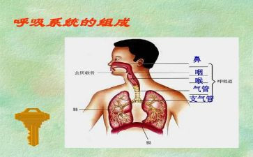 呼吸科医生个人总结5篇