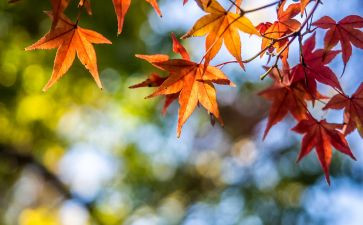 乡下的风景作文模板5篇