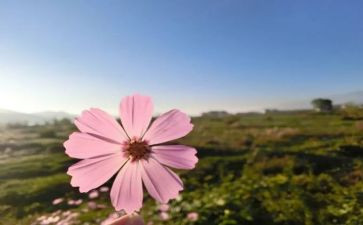 开在心中的花作文精选5篇