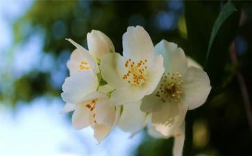 开在心中的花作文8篇