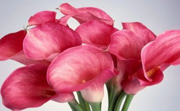 开在心中的花作文通用6篇