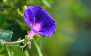 开在心中的花作文600字8篇