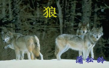《狼》的读后感500字优秀5篇