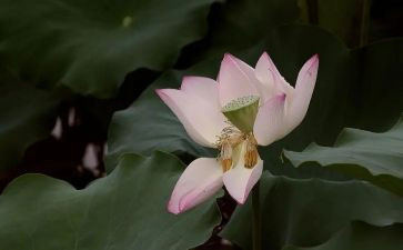 写莲的作文600字优质8篇