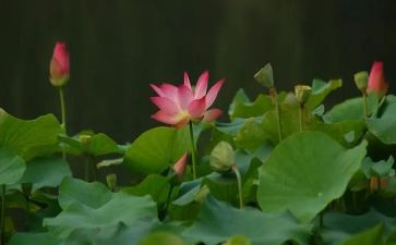 写莲蓬的作文6篇
