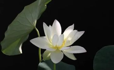《爱莲说》的教案模板7篇