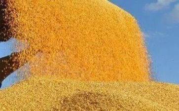 节约粮食活动方案5篇